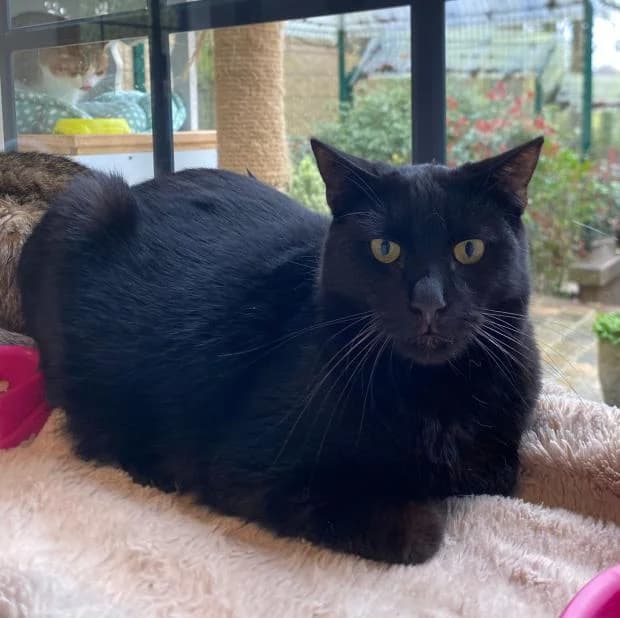 Wilson, European Shorthair (Fondation Brigitte Bardot)