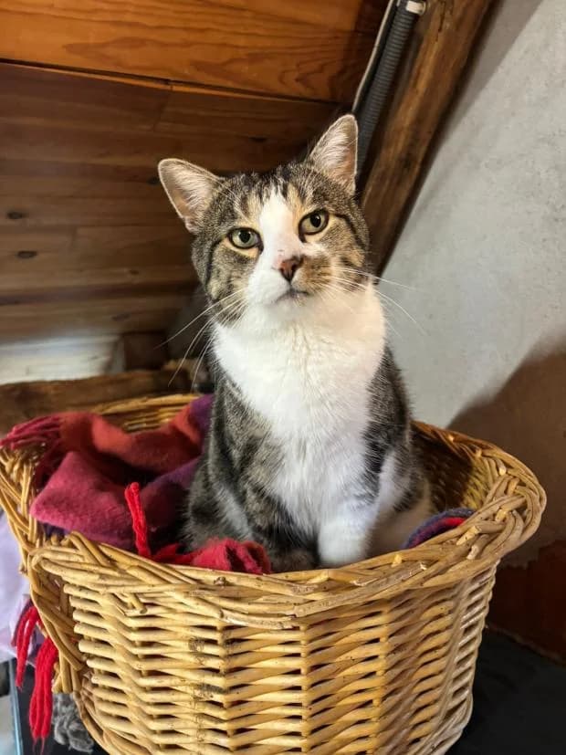 Oreo, Mixed Breed (Fondation Brigitte Bardot)