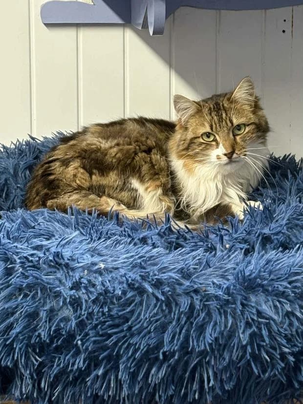 Mistral, European Shorthair (Fondation Brigitte Bardot)