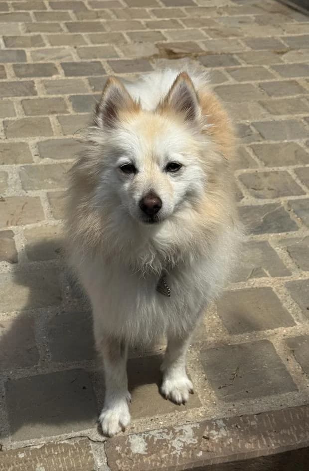 Cuzco, male Mixed Breed for adoption at Fondation Brigitte Bardot, Paris