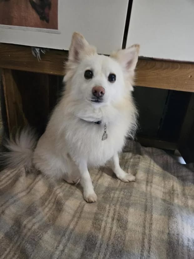 Cooky, Mixed Breed (Fondation Brigitte Bardot)