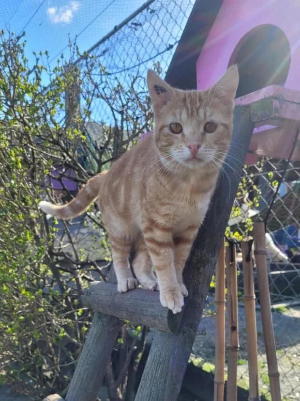 Crako, female European Shorthair for adoption at Fondation Brigitte Bardot, Paris