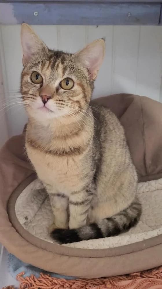 Crakotte, female European Shorthair for adoption at Fondation Brigitte Bardot, Paris