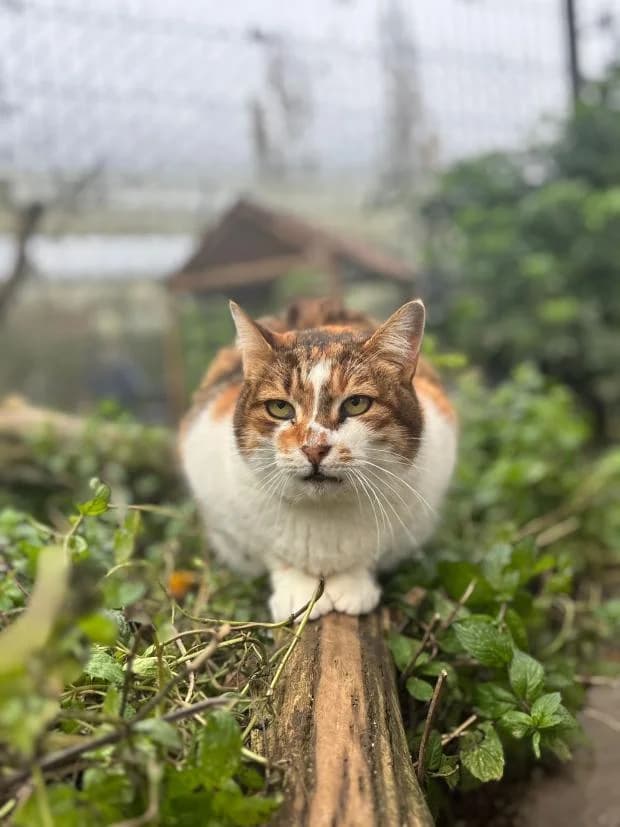 Roxie, European Shorthair (Fondation Brigitte Bardot)