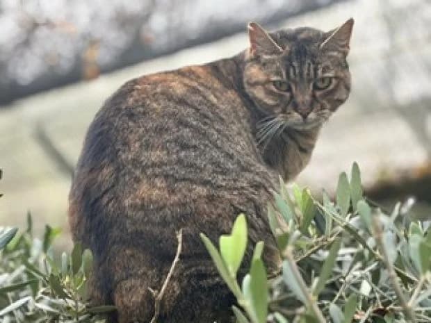 Iris, European Shorthair (Fondation Brigitte Bardot)