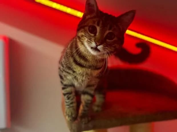 Evoli, female European Shorthair for adoption at Fondation Brigitte Bardot, Paris