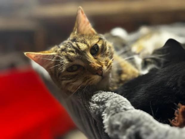 Aquali, European Shorthair (Fondation Brigitte Bardot)