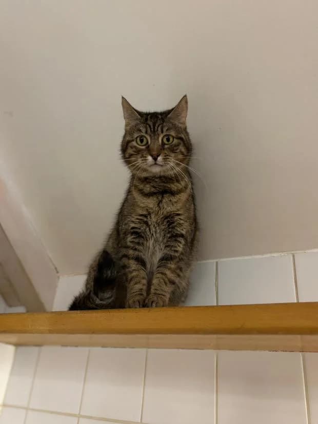 Muffin, female European Shorthair for adoption at Fondation Brigitte Bardot, Paris