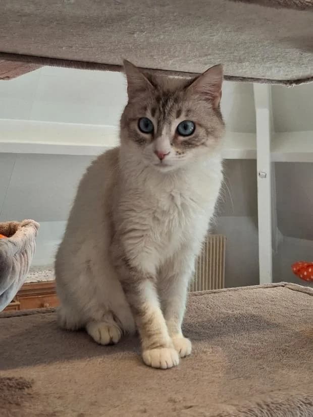 Moana, female Mixed Breed for adoption at Fondation Brigitte Bardot, Paris