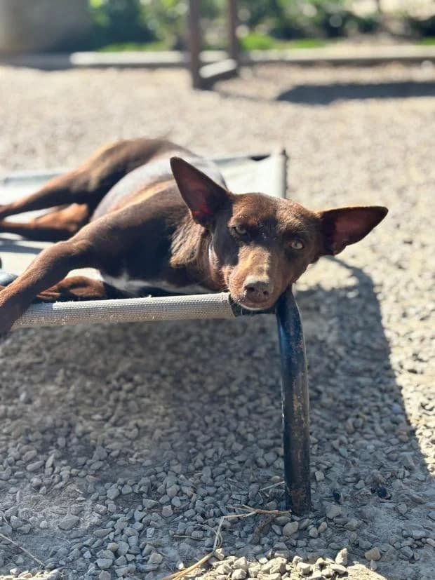 Salta, female Mixed Breed for adoption at Fondation Brigitte Bardot, Paris