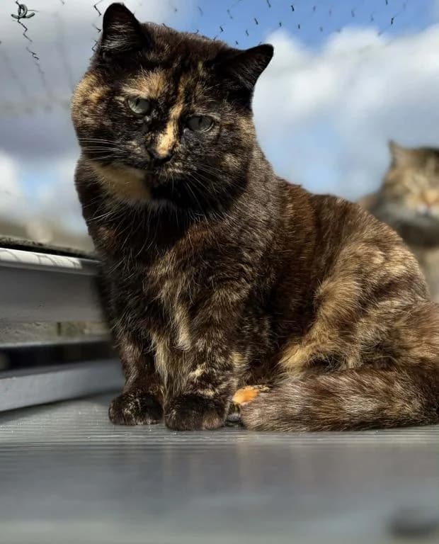 Jonquille, European Shorthair (Fondation Brigitte Bardot)