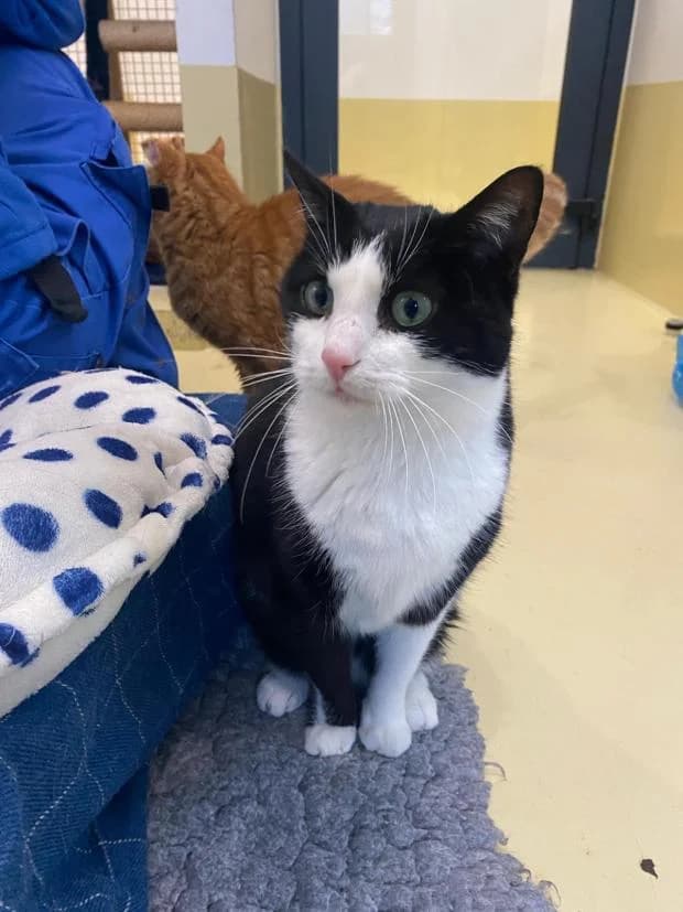 Tao, European Shorthair (Fondation Brigitte Bardot)