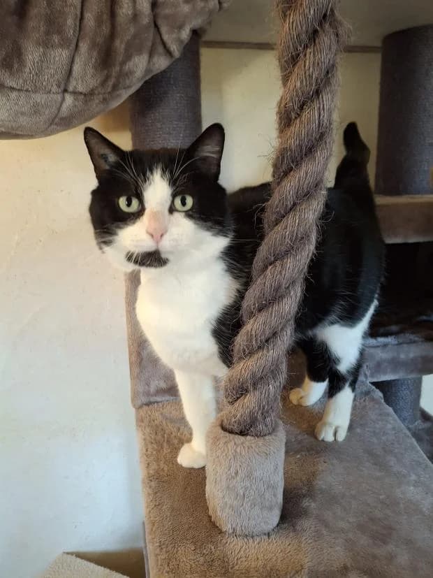 Pomme, male Mixed Breed for adoption at Fondation Brigitte Bardot, Paris