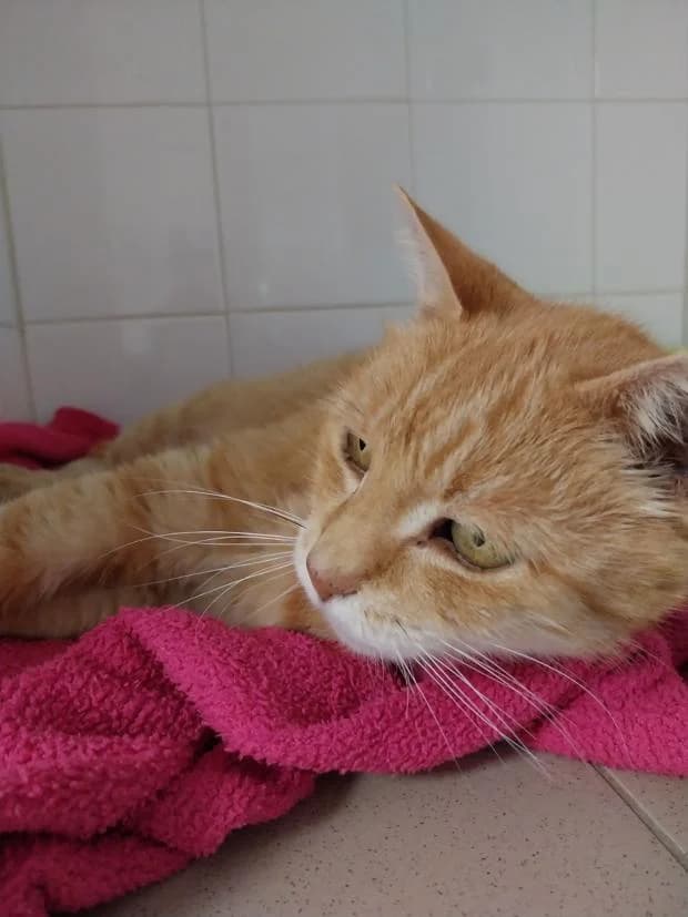 Galette Dit Felix, European Shorthair (Fondation Brigitte Bardot)