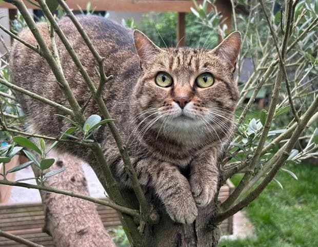 Nana, European Shorthair (Fondation Brigitte Bardot)