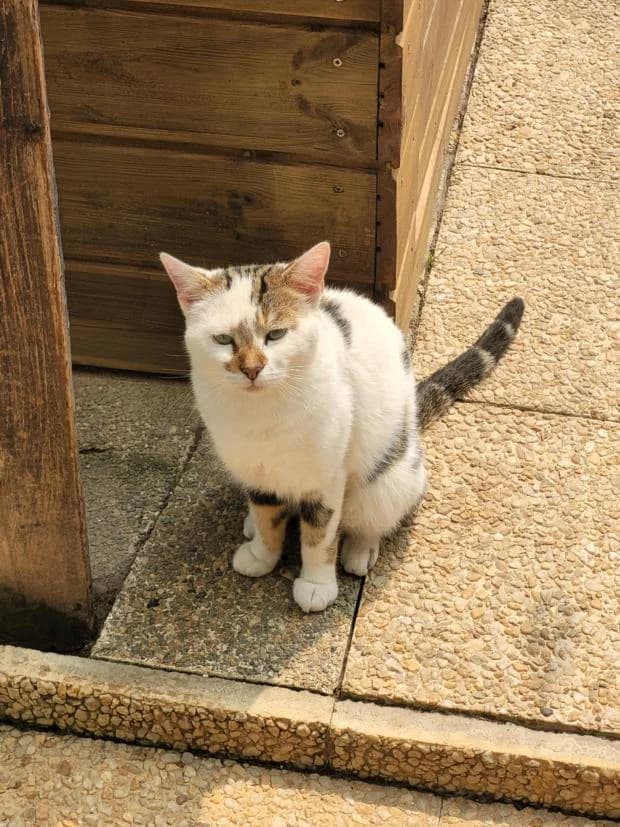 Tayo, European Shorthair (Fondation Brigitte Bardot)