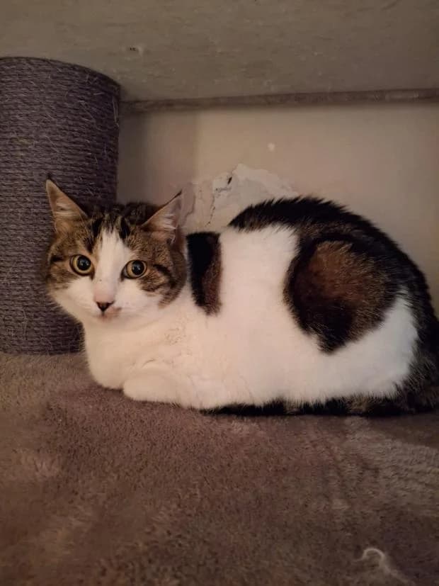 Ladyz, European Shorthair (Fondation Brigitte Bardot)