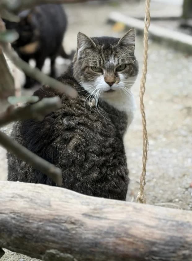 Bella, European Shorthair (Fondation Brigitte Bardot)