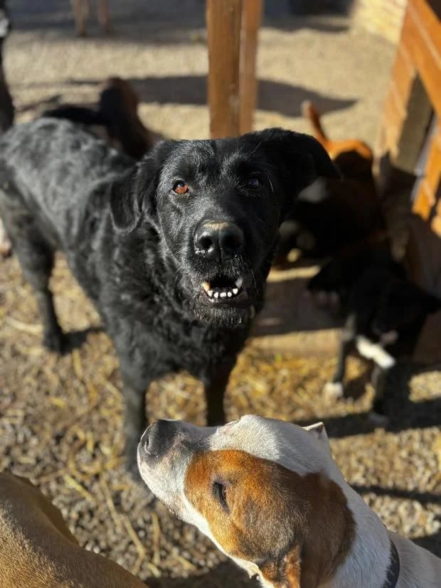 Eclipse, female Mixed Breed for adoption at Fondation Brigitte Bardot, Paris