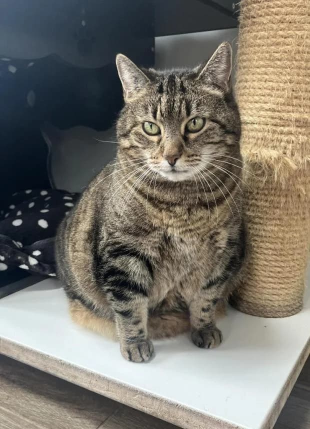 Louane, female Mixed Breed for adoption at Fondation Brigitte Bardot, Paris