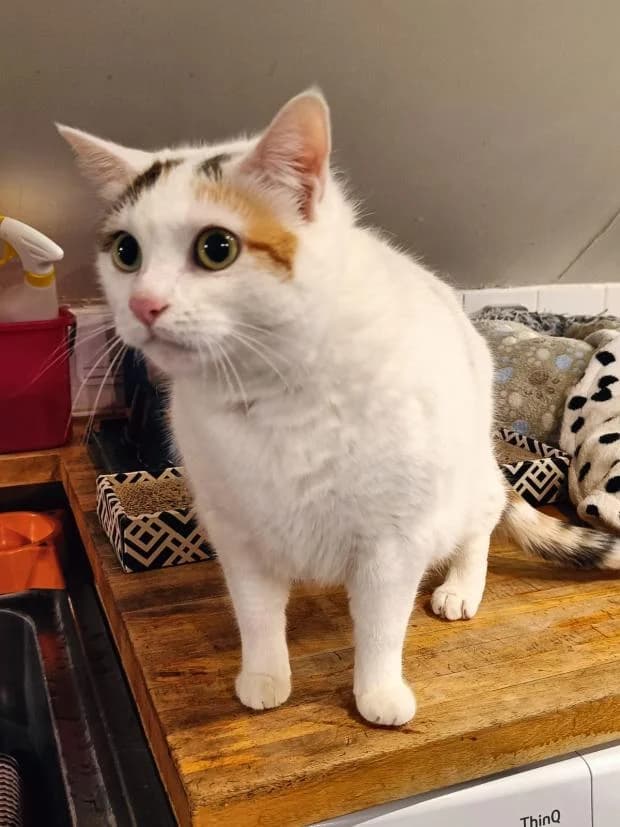 Bella Mimi, female European Shorthair for adoption at Fondation Brigitte Bardot, Paris