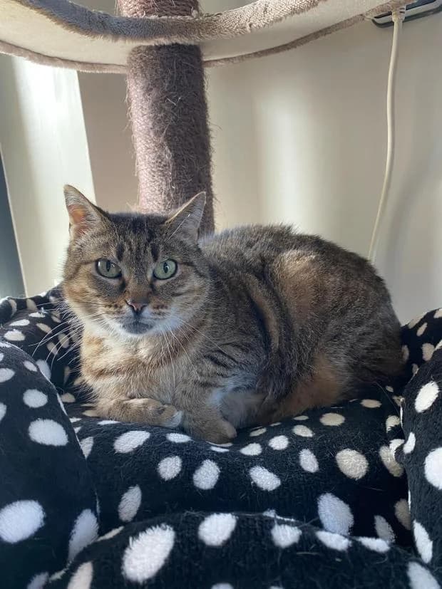 Gamora, Mixed Breed (Fondation Brigitte Bardot)
