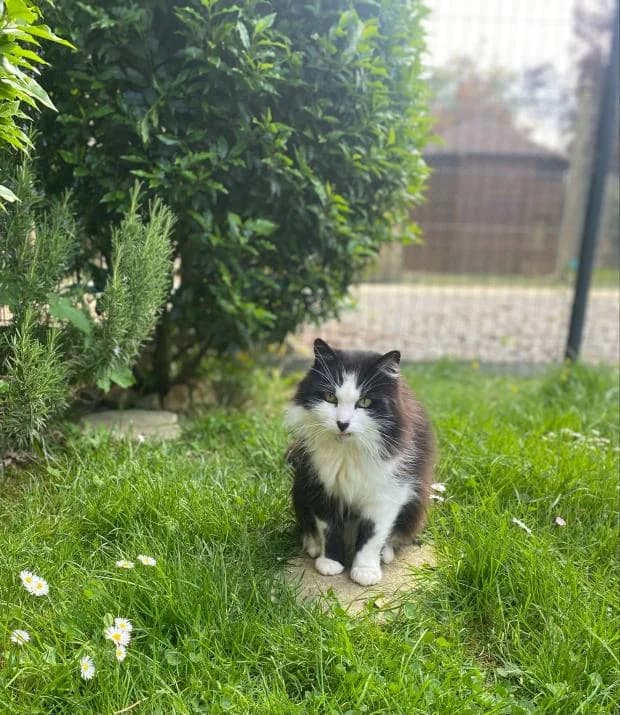 Mimoun, Mixed Breed (Fondation Brigitte Bardot)