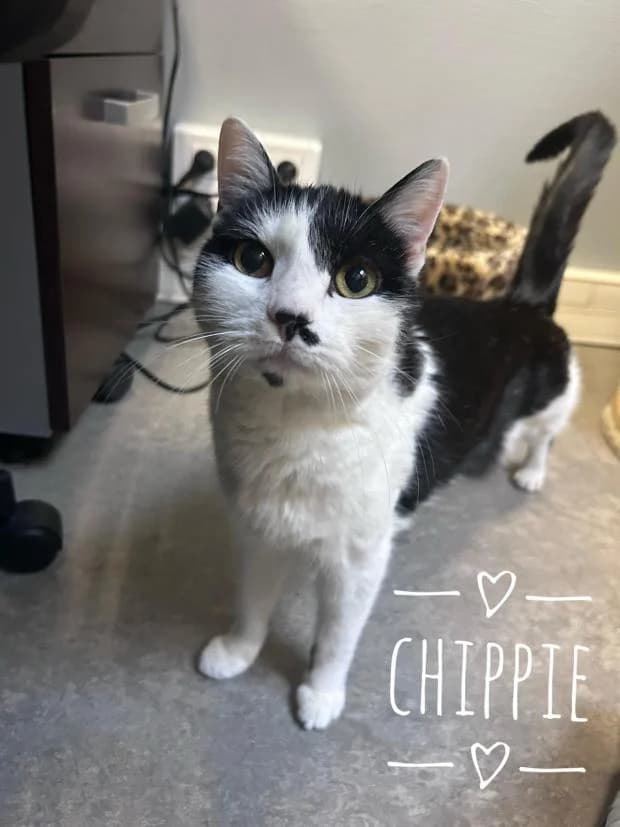 Chippie, Mixed Breed (Fondation Brigitte Bardot)