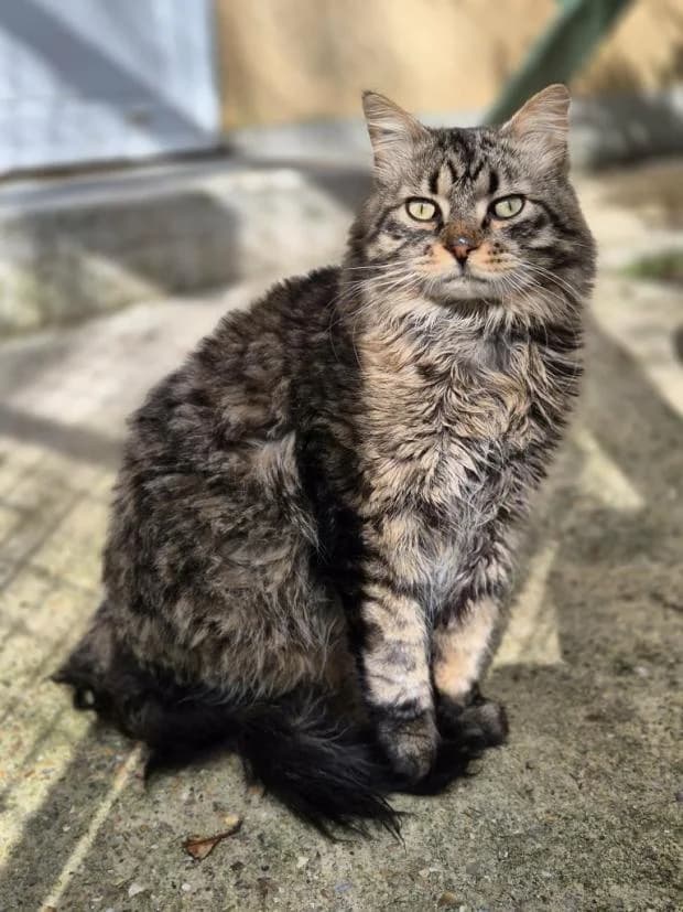 Guizmo, Mixed Breed (Fondation Brigitte Bardot)