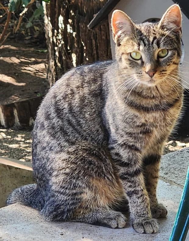 Fran, European Shorthair (Fondation Brigitte Bardot)