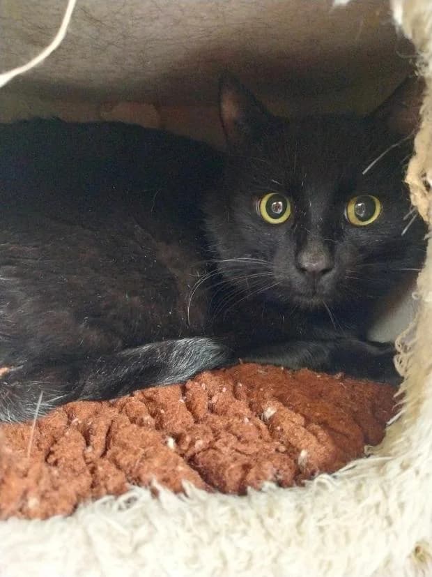 Momo, Mixed Breed (Fondation Brigitte Bardot)