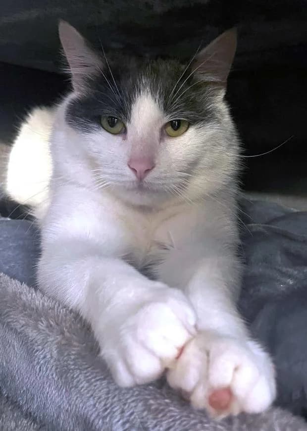 Chance, European Shorthair (Fondation Brigitte Bardot)