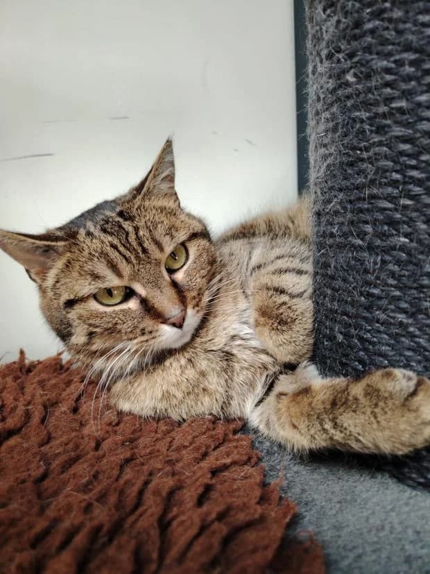 Nami, female European Shorthair for adoption at Fondation Brigitte Bardot, Paris