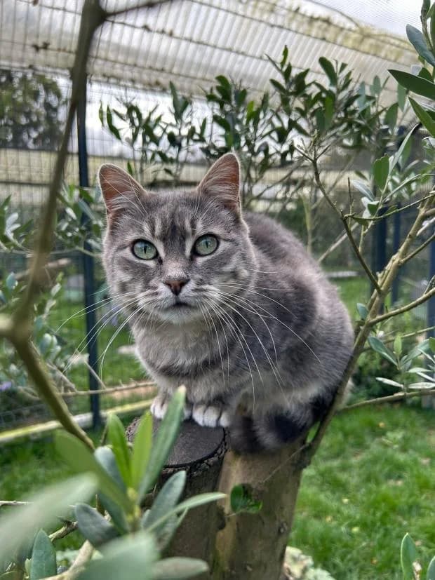 Uta, European Shorthair (Fondation Brigitte Bardot)