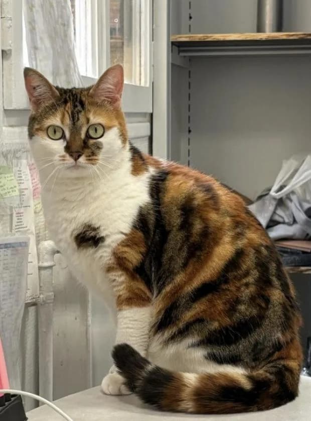 Calie, European Shorthair (Fondation Brigitte Bardot)