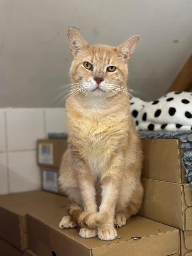 Karl, European Shorthair (Fondation Brigitte Bardot)
