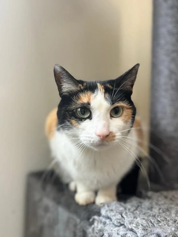 Biquette, Mixed Breed (Fondation Brigitte Bardot)