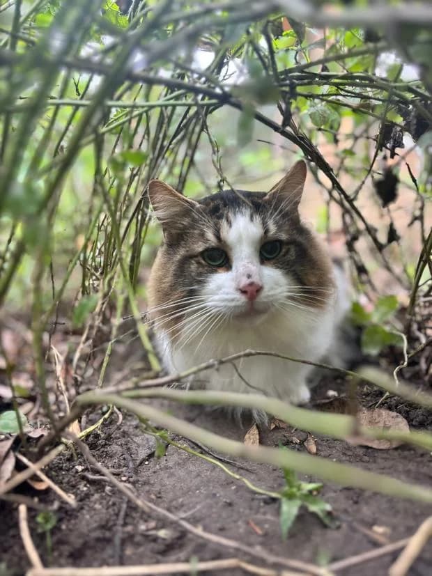 Bello, European Shorthair (Fondation Brigitte Bardot)
