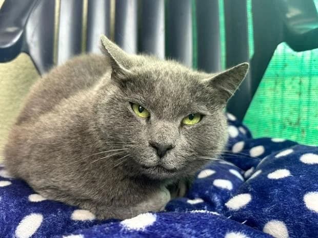 Jeannot, Mixed Breed (Fondation Brigitte Bardot)