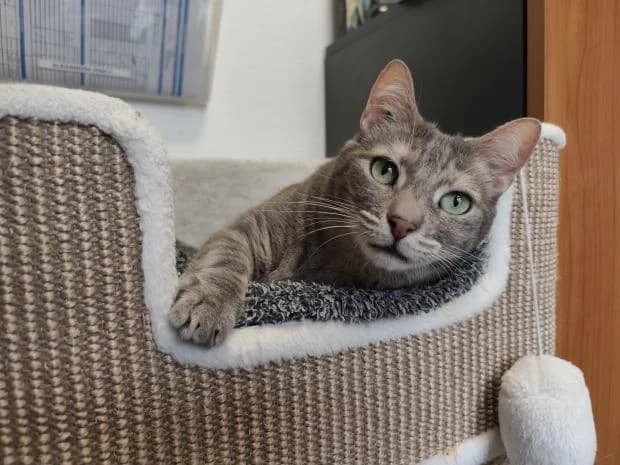 Nourou, female European Shorthair for adoption at Fondation Brigitte Bardot, Paris