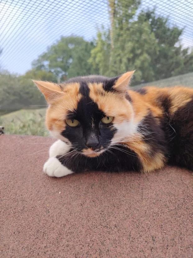 Vision, European Shorthair (Fondation Brigitte Bardot)