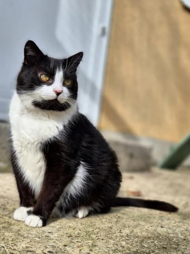 Ugo, European Shorthair (Fondation Brigitte Bardot)