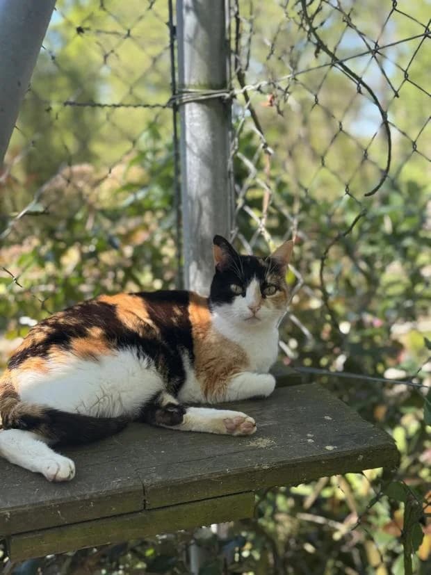Isis, Mixed Breed (Fondation Brigitte Bardot)