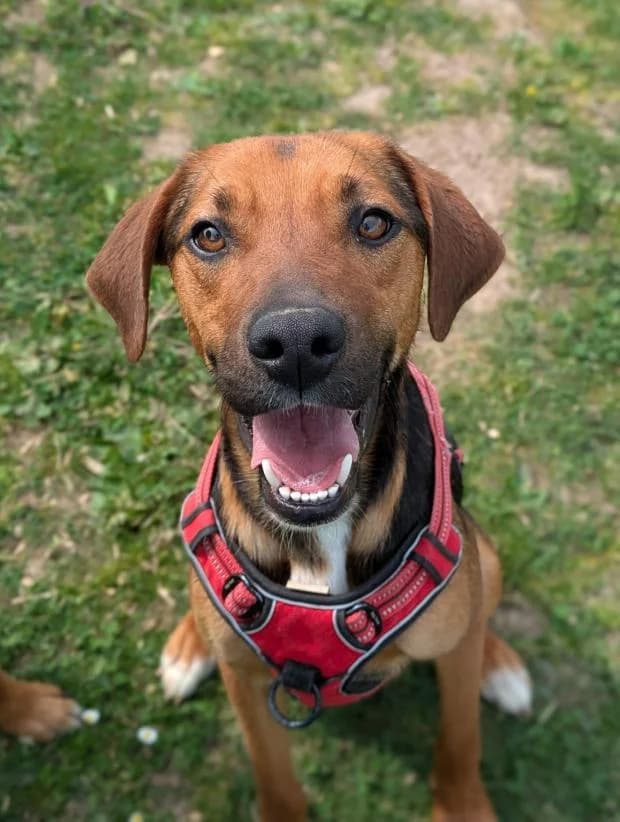 Snickers, Mixed Breed (Fondation Brigitte Bardot)