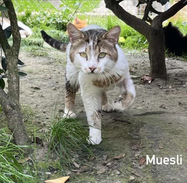Muesli, Mixed Breed (Fondation Brigitte Bardot)