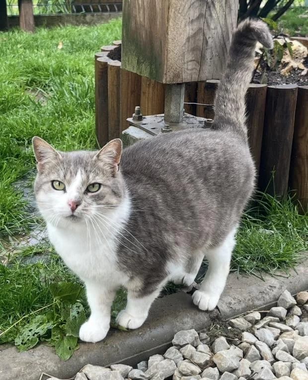 Auroux, Mixed Breed (Fondation Brigitte Bardot)