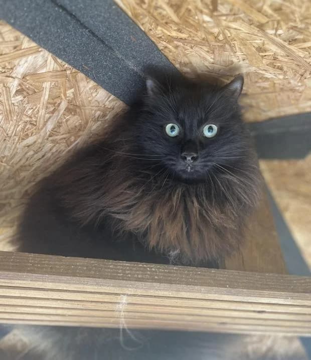 Ulysse, Mixed Breed (Fondation Brigitte Bardot)