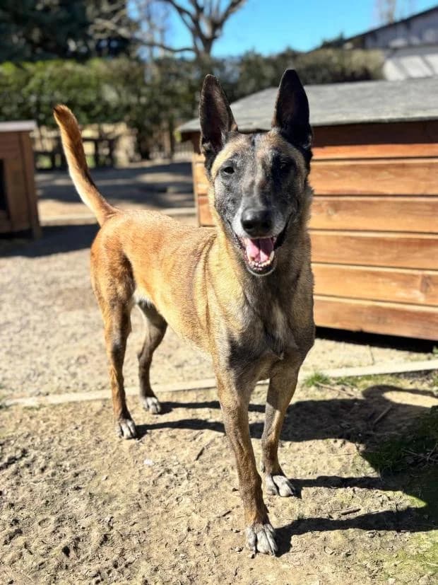 Salma, Mixed Breed (Fondation Brigitte Bardot)