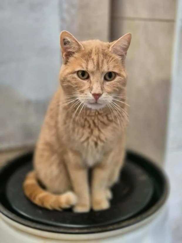 Buck, European Shorthair (Fondation Brigitte Bardot)