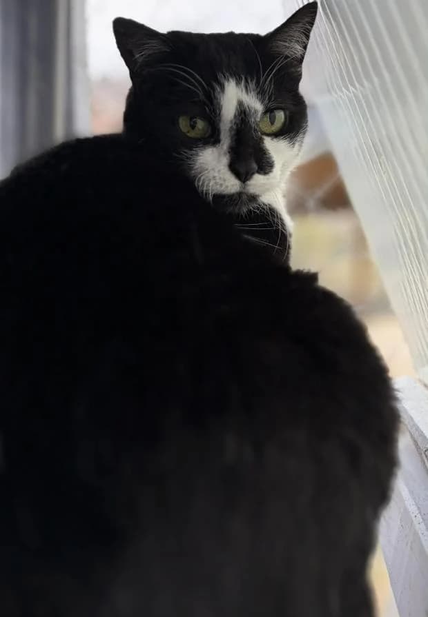 Granola, European Shorthair (Fondation Brigitte Bardot)